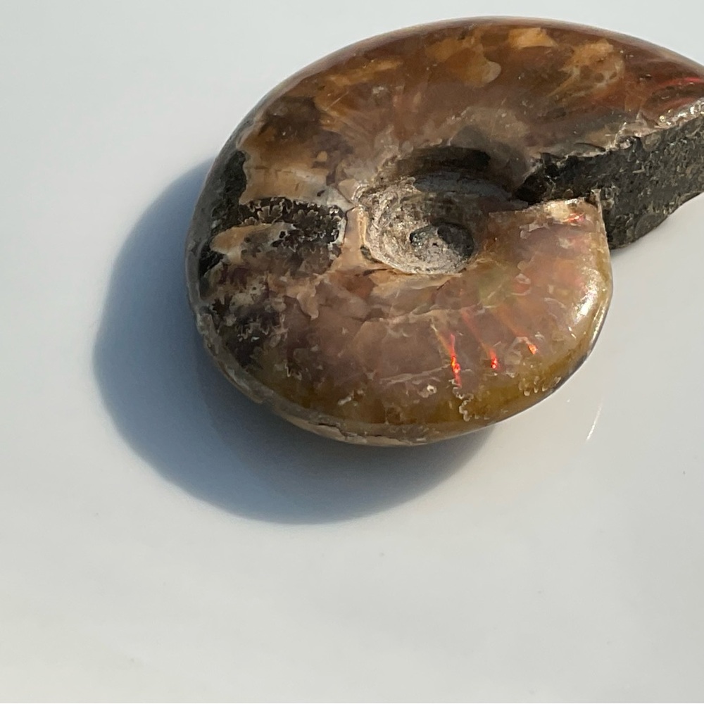 Ammonite (Rams Head) - Picture 4 of 12